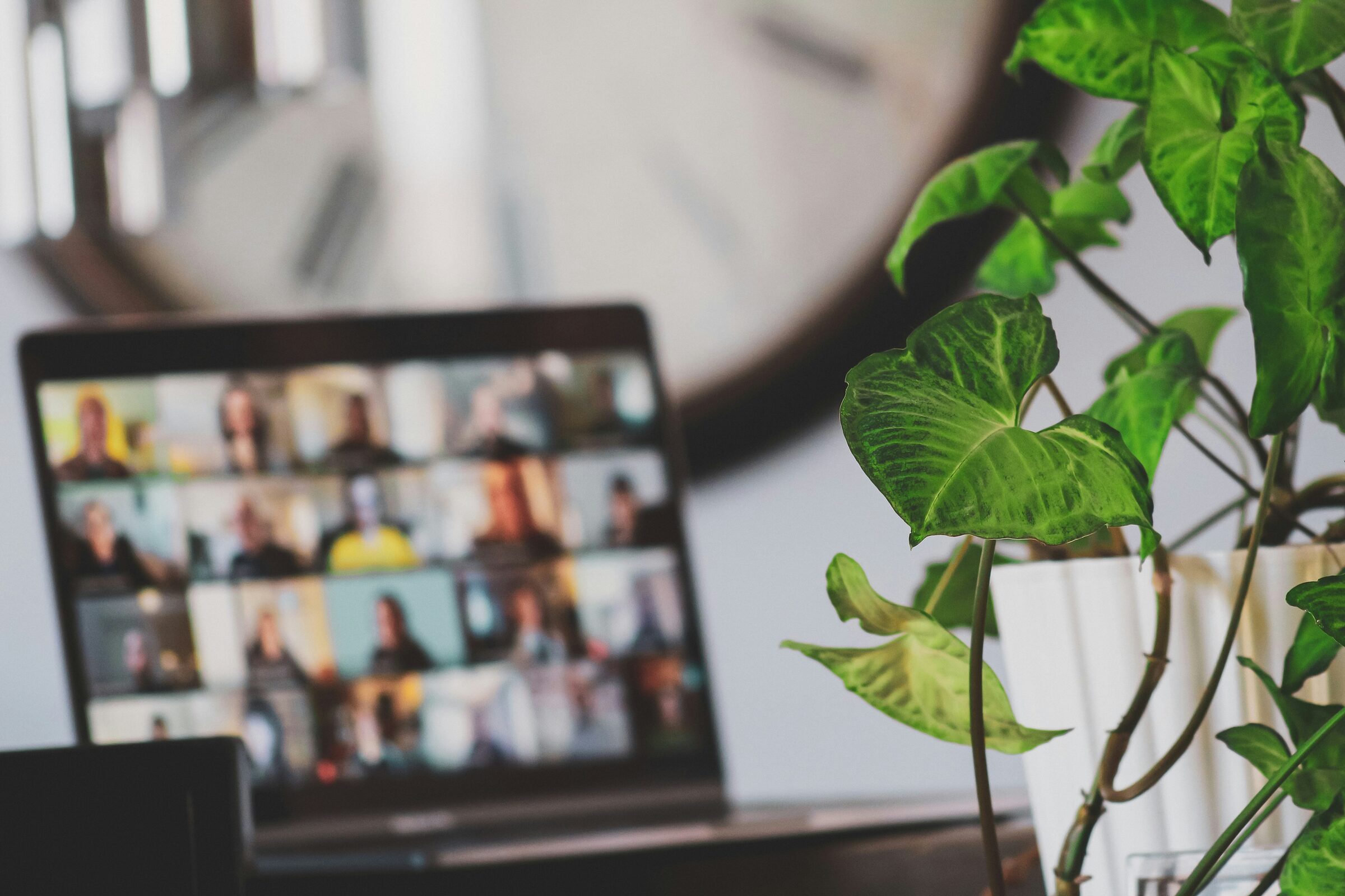 A laptop showing a video call with a grid of participants, a houseplant in the foreground